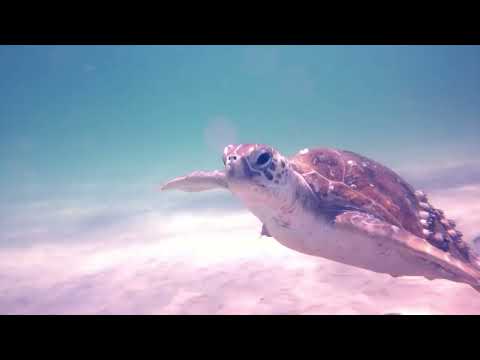 Nautica Seascooter Marine 500